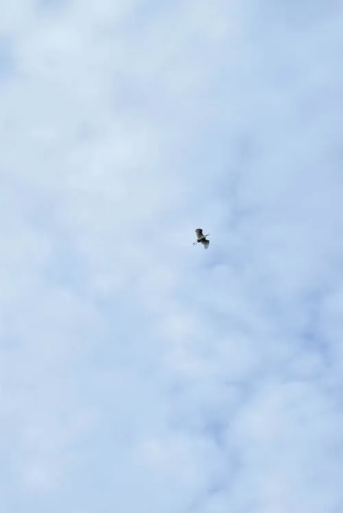 ein Vogel, der am Himmel fliegt